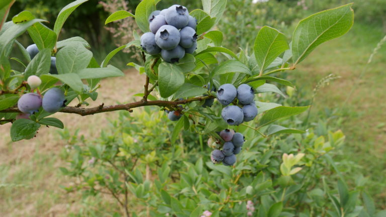 gałąź borówki amerykańskiej 3 kiście, cena, eko