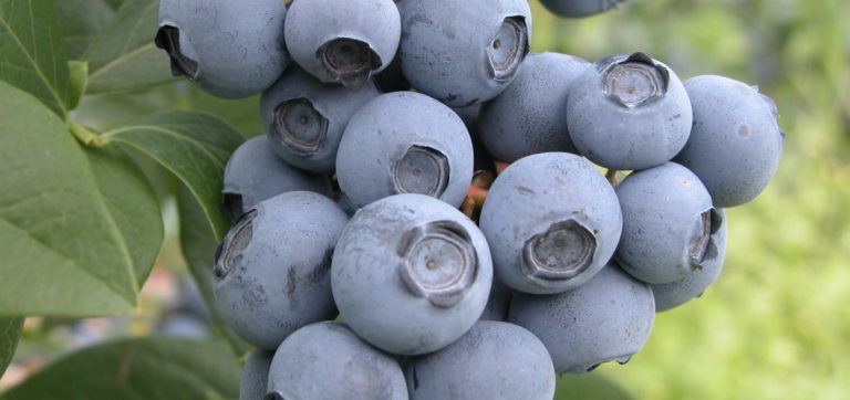 DSCN0162-e1545756918875