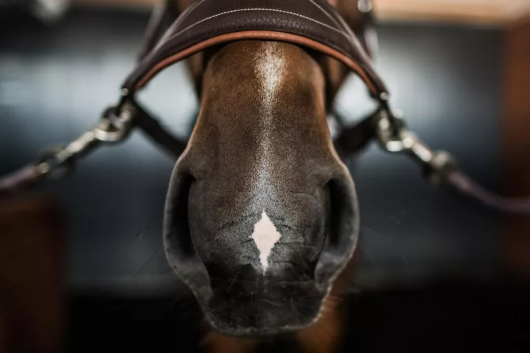 Głowa konia, lejce